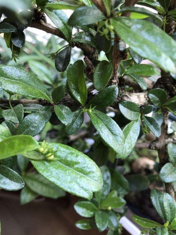 为什么福建茶盆景只结花苞