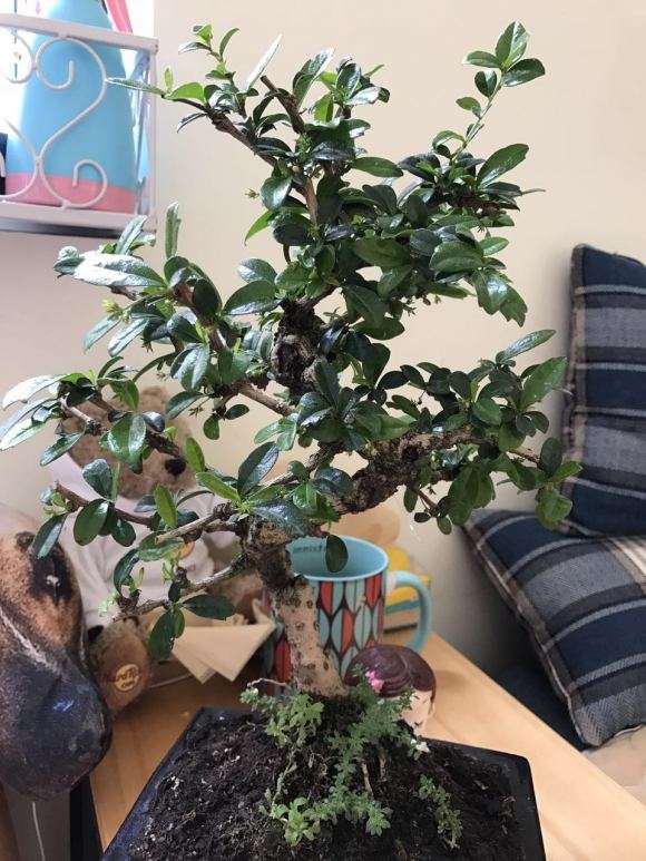 福建茶下山桩换盆叶子全脱落正常吗