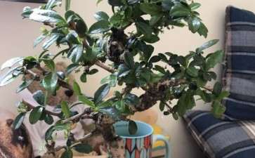 福建茶下山桩换盆叶子全脱落 怎么办