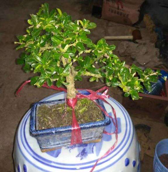 福建茶下山桩 北方能不能养好