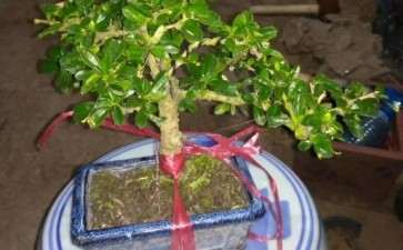 福建茶下山桩 北方能不能养好 图片