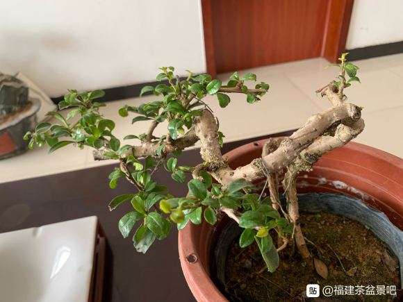 今天入手1棵福建茶盆景