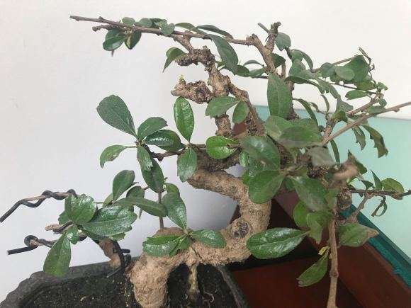 这是小叶福建茶下山桩吗