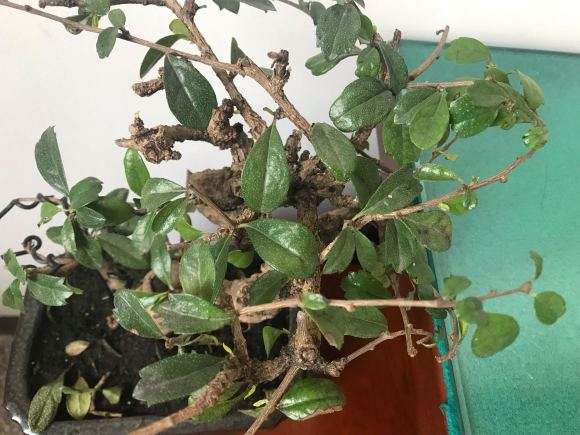 这是小叶福建茶下山桩吗