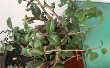 这是小叶福建茶下山桩吗 图片