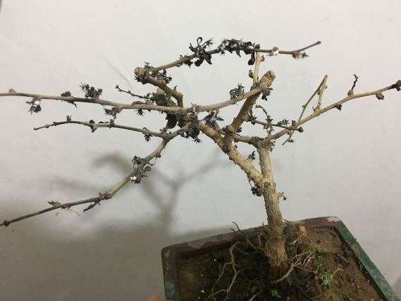 福建茶下山桩怎么了 全部掉光 图片