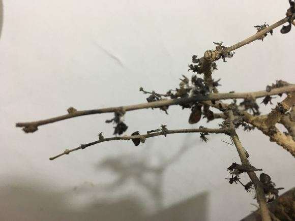 福建茶下山桩怎么了 全部掉光 图片