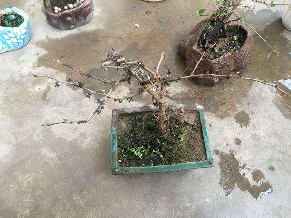 福建茶下山桩怎么了 全部掉光 图片