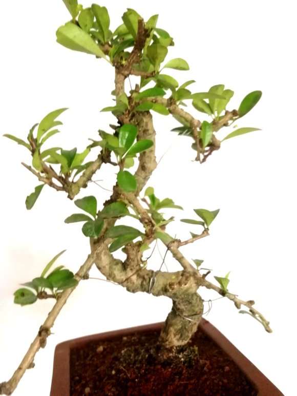 懒人怎么用花盆养福建茶盆景的方法