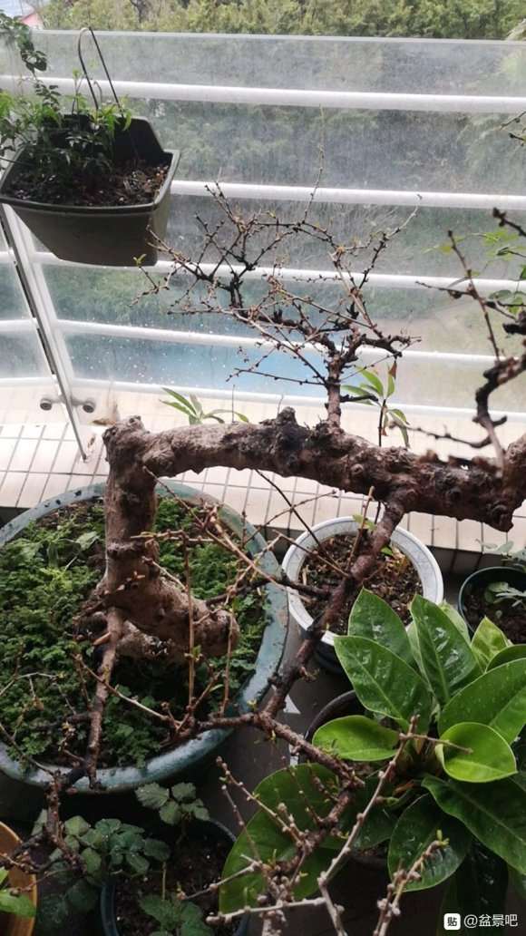 福建茶盆景 去年12月落叶 不长新叶