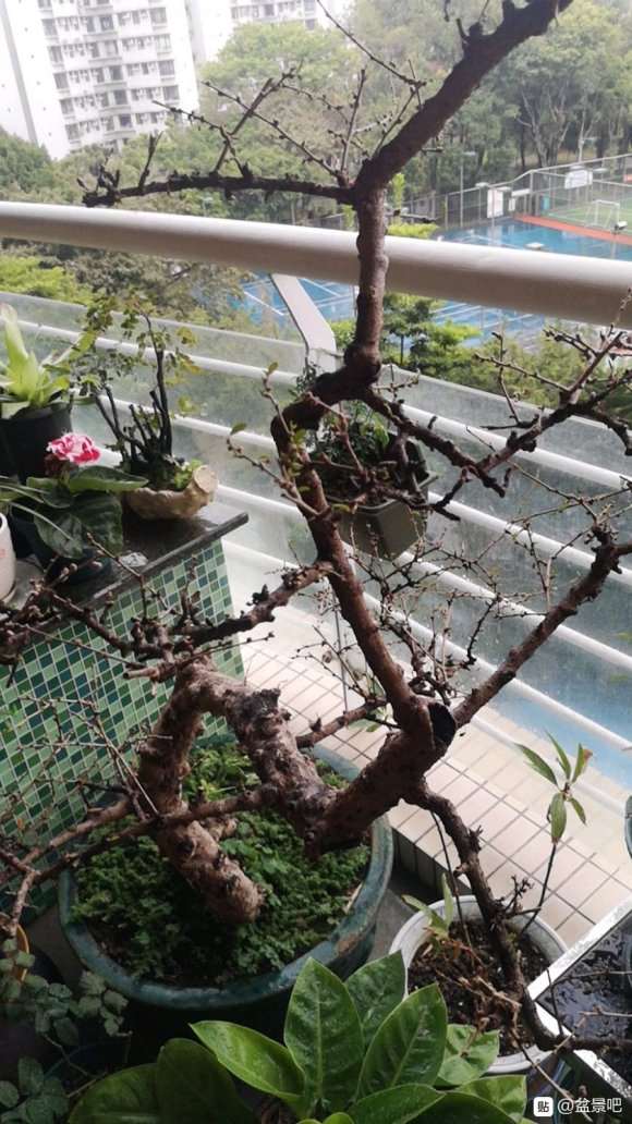 福建茶盆景 去年12月落叶 不长新叶