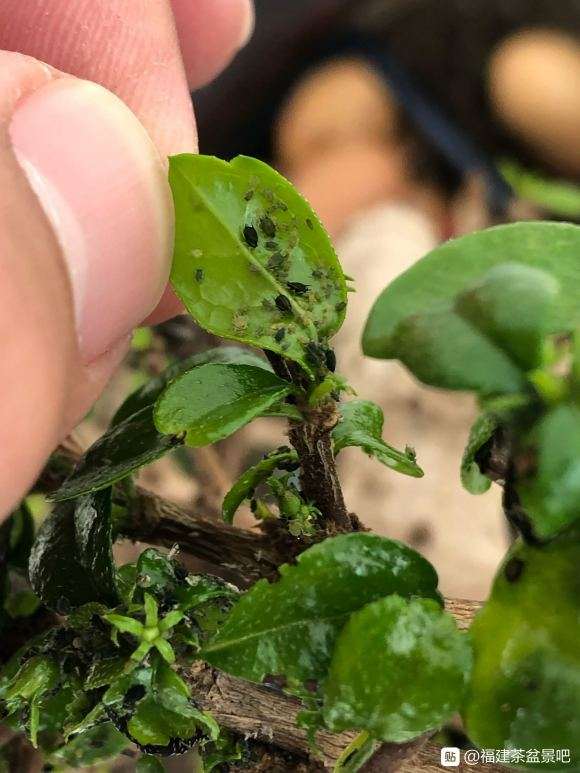 福建茶盆景怎么去除害虫的方法