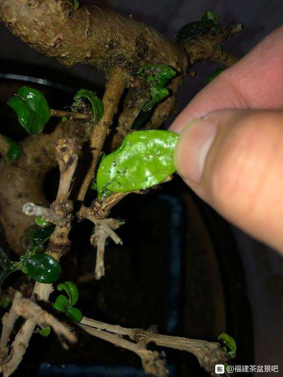 福建茶盆景怎么去除害虫的方法