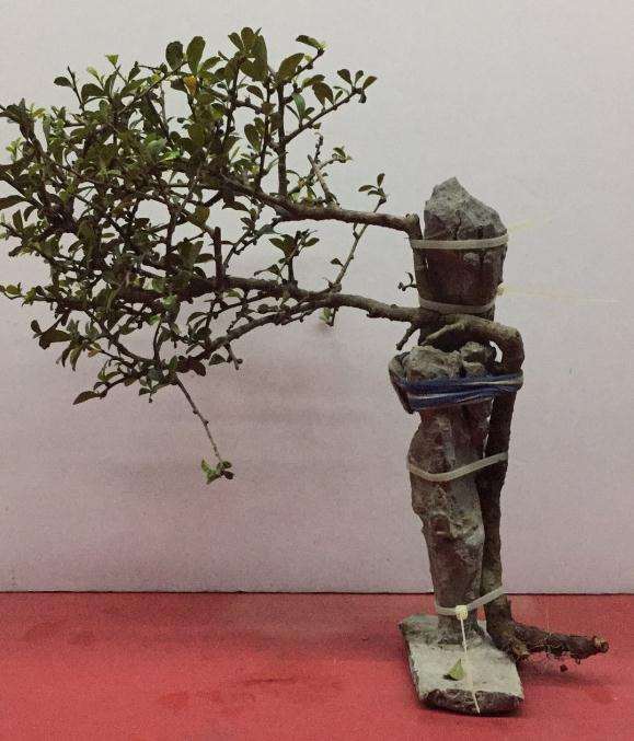 福建茶附石下山桩 可以吗 图片