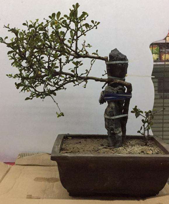 福建茶附石下山桩 可以吗 图片