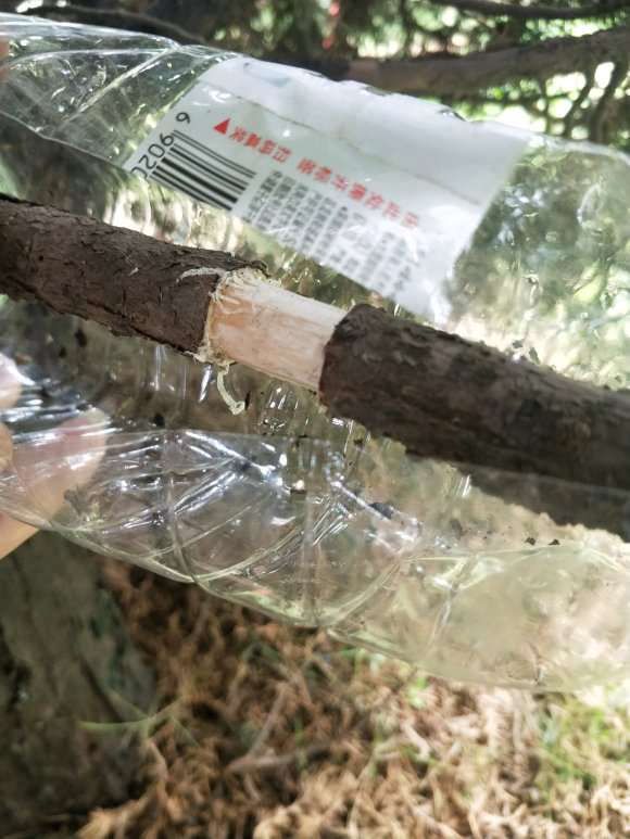 福建茶下山桩怎么高压造型的方法