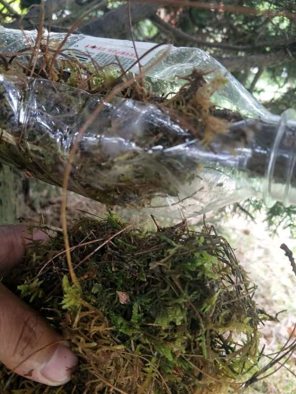 福建茶下山桩怎么高压造型的方法