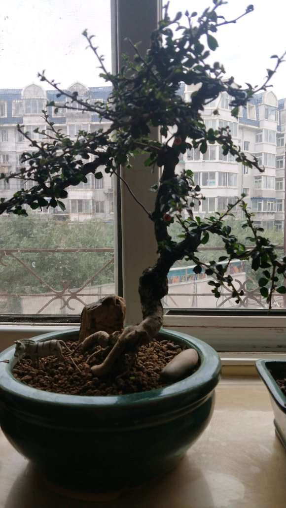 小叶福建茶下山桩150元
