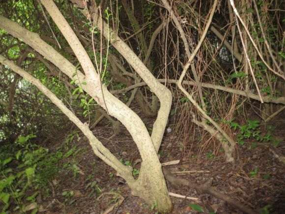 福建茶下山桩可不可以做盆景