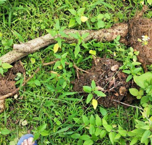 大热搞二棵福建茶下山桩