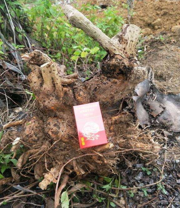 大热搞二棵福建茶下山桩