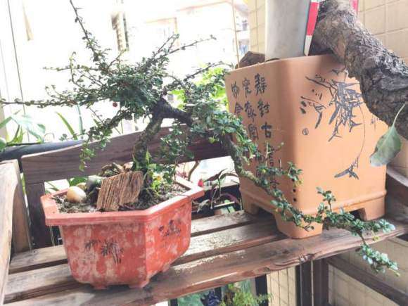 80元买个小叶福建茶下山桩 刚上盆