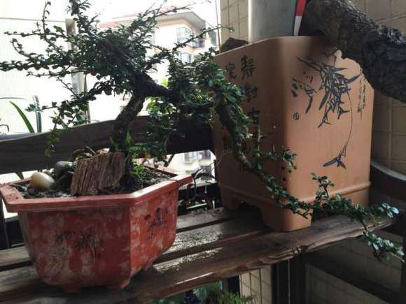 80元买个小叶福建茶下山桩 刚上盆
