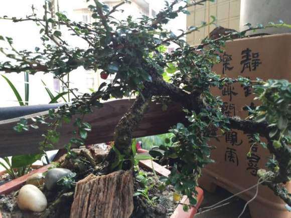 80元买个小叶福建茶下山桩 刚上盆