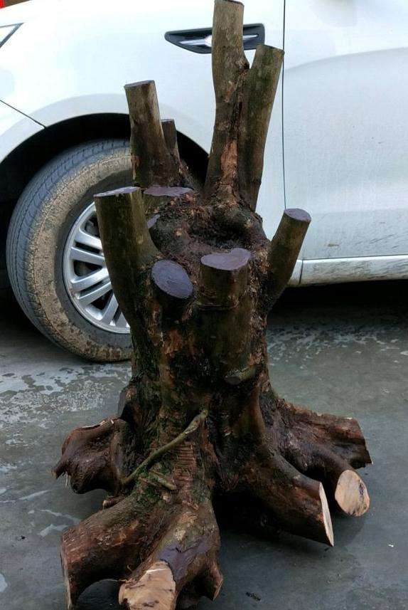 第一次挖三角枫下山桩 怎么样