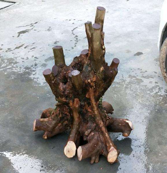 第一次挖三角枫下山桩 怎么样