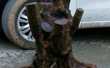 第一次挖三角枫下山桩 可以吗 图片