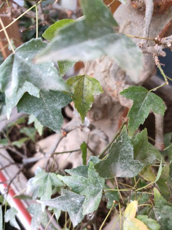 三角枫下山桩掉叶子