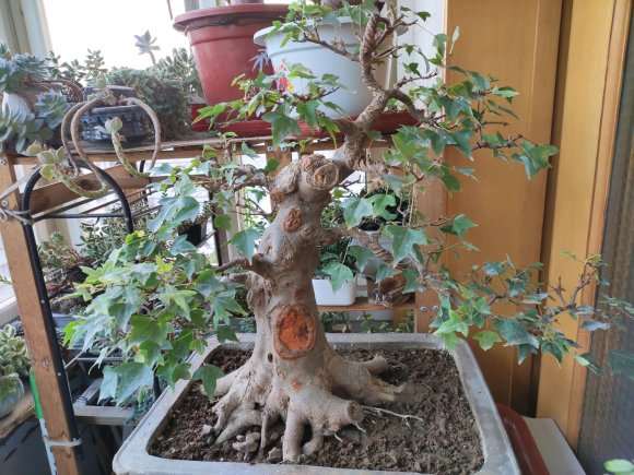 三角枫下山桩掉叶子