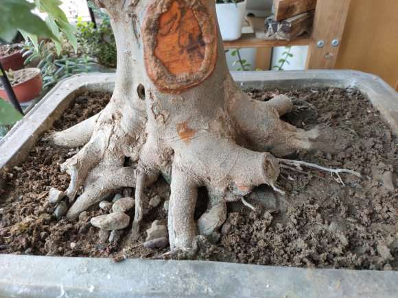 三角枫下山桩掉叶子