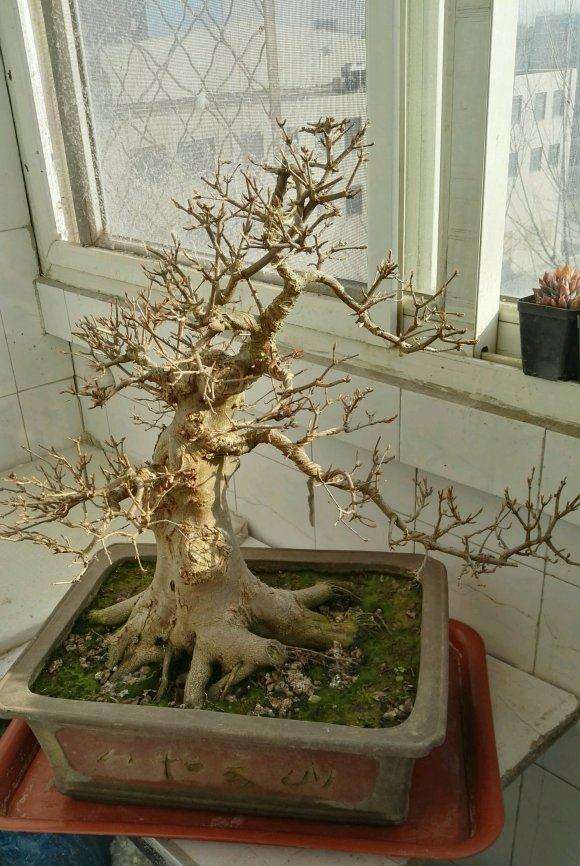 这棵三角枫盆景咋样