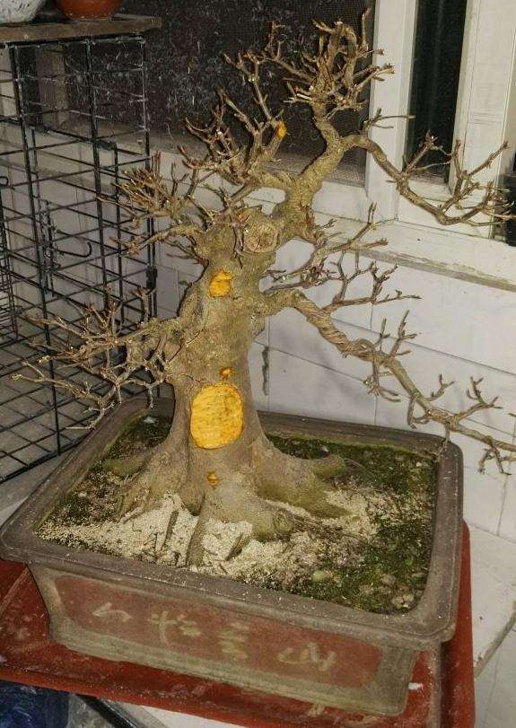 这棵三角枫盆景咋样