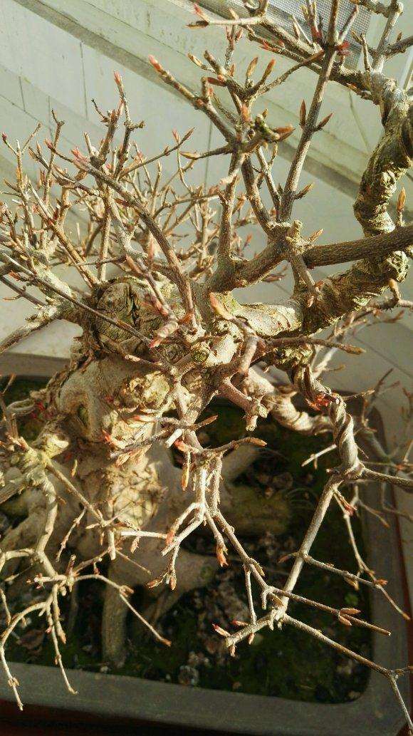 这棵三角枫盆景咋样