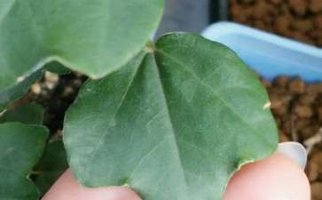 宫样枫与三角枫下山桩有什么区别 图片