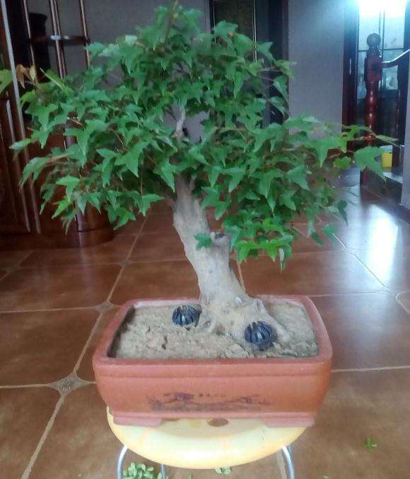 三角枫下山桩摘叶20天后长新叶了