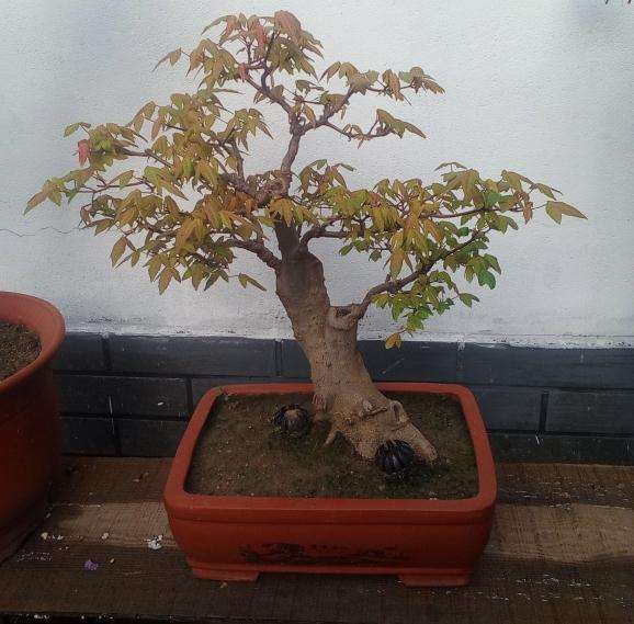 三角枫下山桩摘叶20天后长新叶了