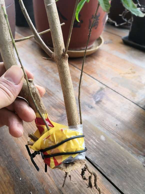 三角枫下山桩怎么扦插的方法
