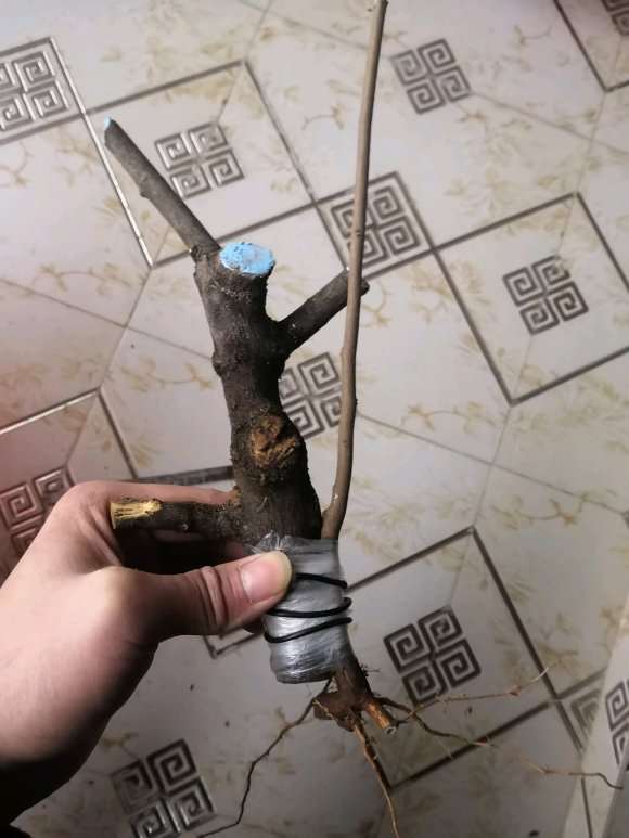 三角枫下山桩怎么扦插的方法