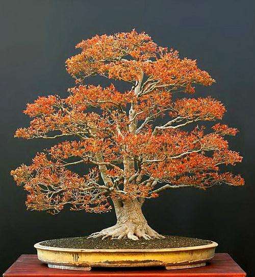 日本的唐枫盆景 跟中国三角枫有什么区别