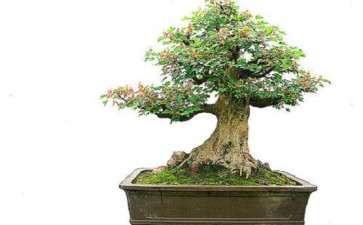 日本的唐枫盆景 跟中国三角枫有什么区别