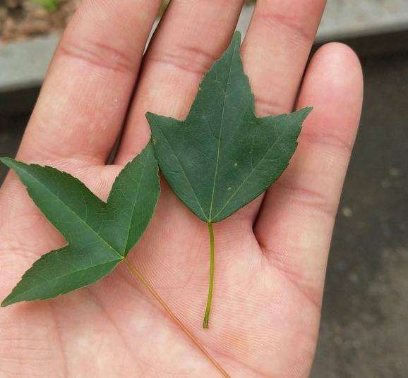 为什么三角枫下山桩叶子怎么不一样