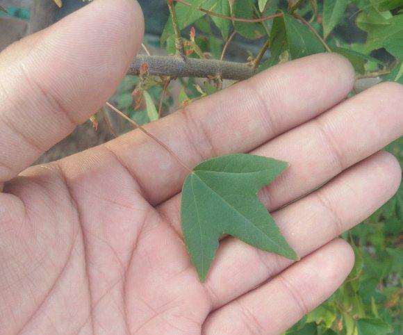 为什么三角枫下山桩叶子怎么不一样