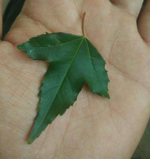 为什么三角枫下山桩叶子怎么不一样