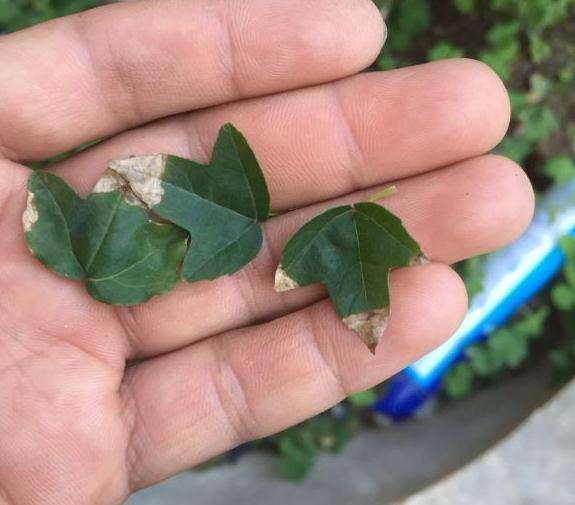 为什么三角枫下山桩叶子怎么不一样