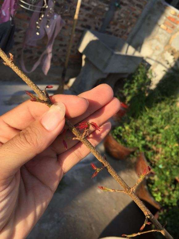 为什么三角枫下山桩叶子怎么不一样