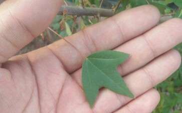 为什么三角枫下山桩叶子怎么不一样